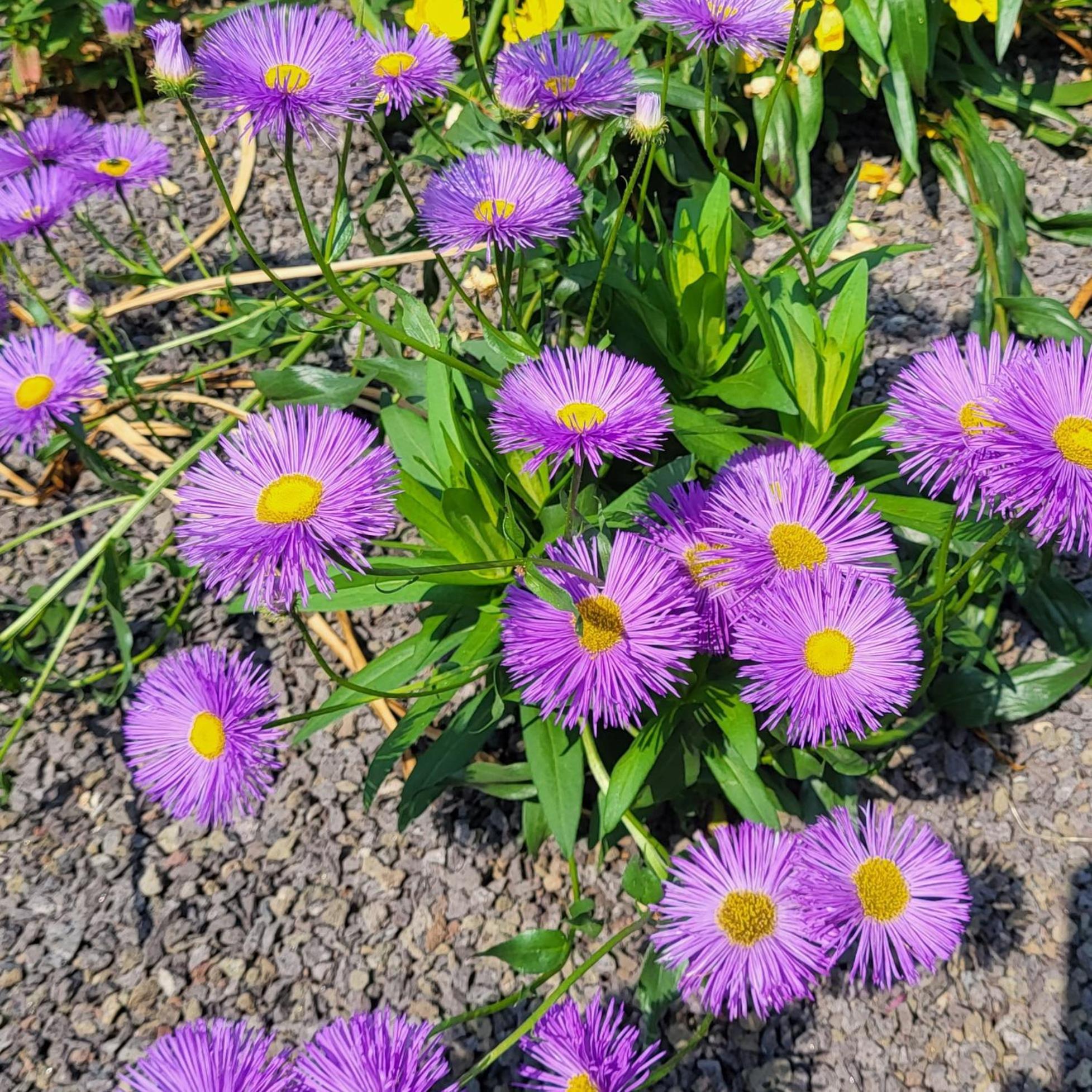 Komfort Ferienwohnungen Mit Wellness-Garten - Gaestehaus Am Bachlauf - Losheim Am See Pokoj fotografie
